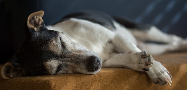 jack russell.jpg